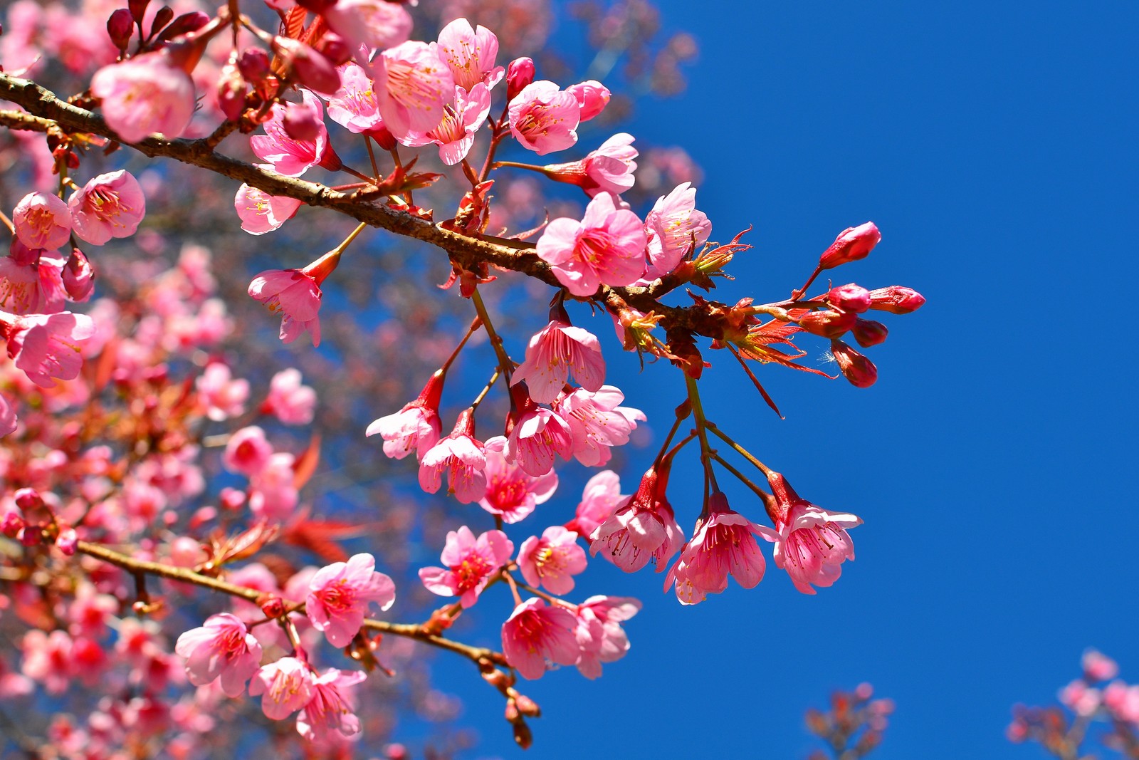 blossom, nature, sakura, spring, tree wallpaper