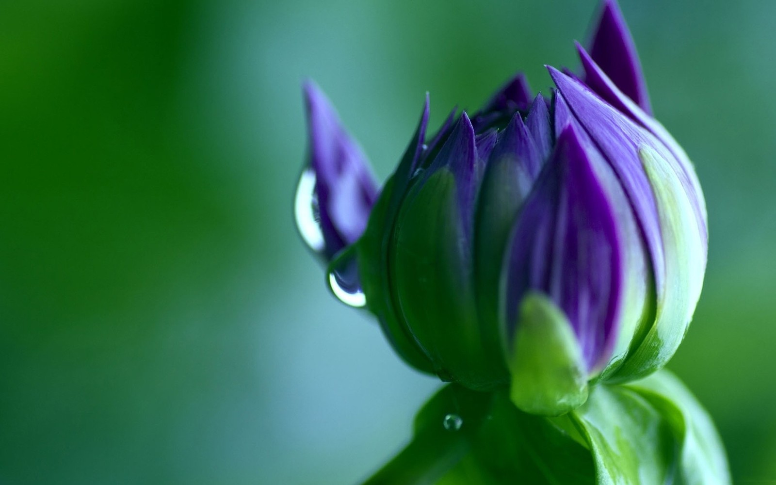 Eine nahaufnahme einer lila blume mit wassertropfen darauf (blütenblatt, blüte, lila, wasser, grün)