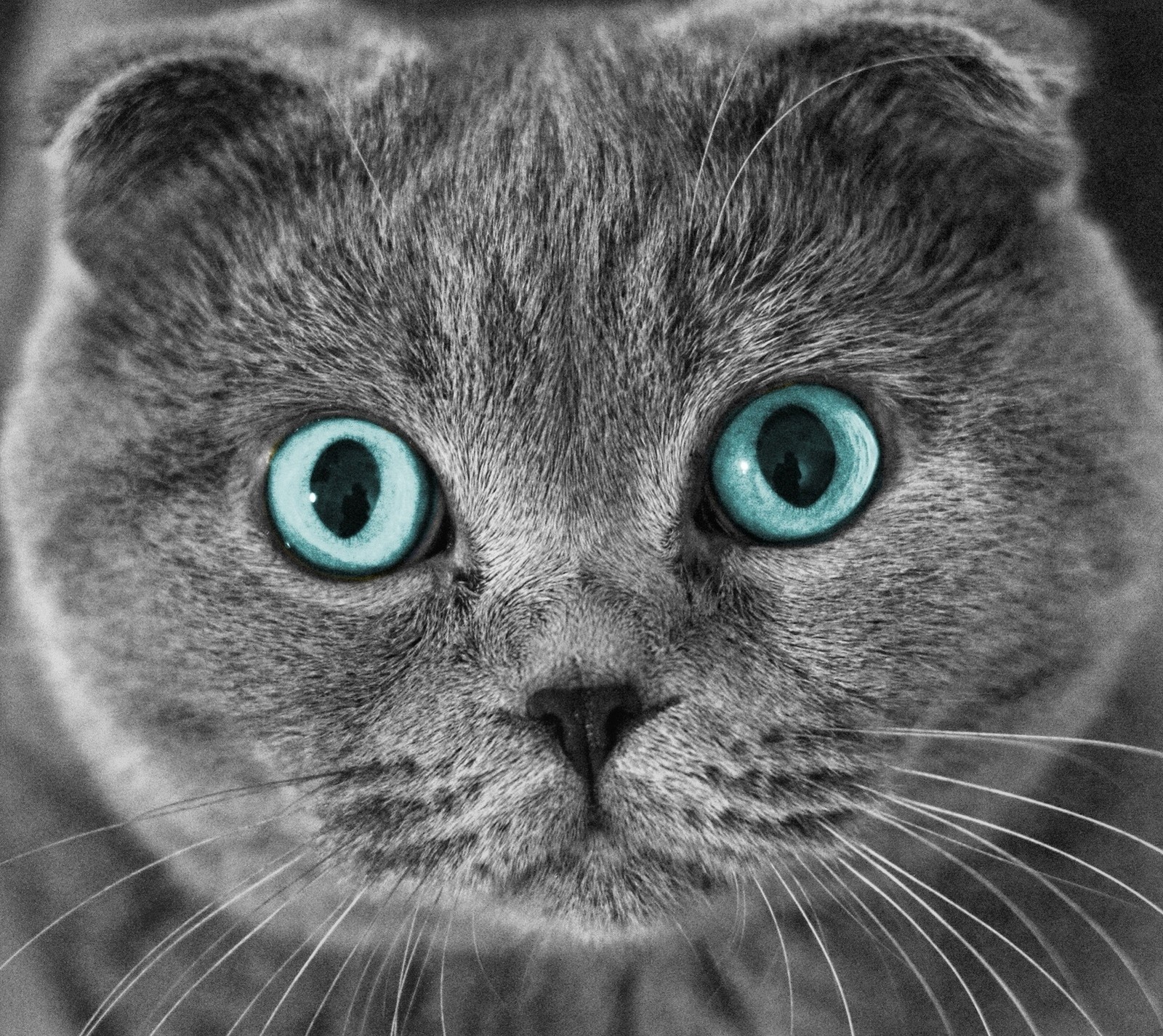 Gros plan d'un chat aux yeux bleus regardant la caméra (yeux bleus, chat, plier, écossais, scottish cat)