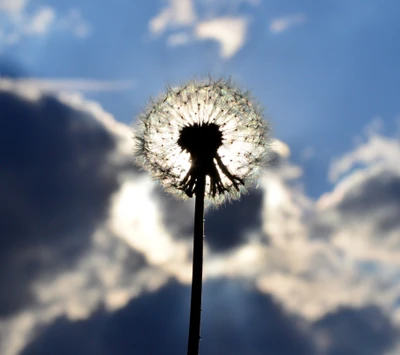 Löwenzahn-Silhouette gegen einen sonnigen Himmel