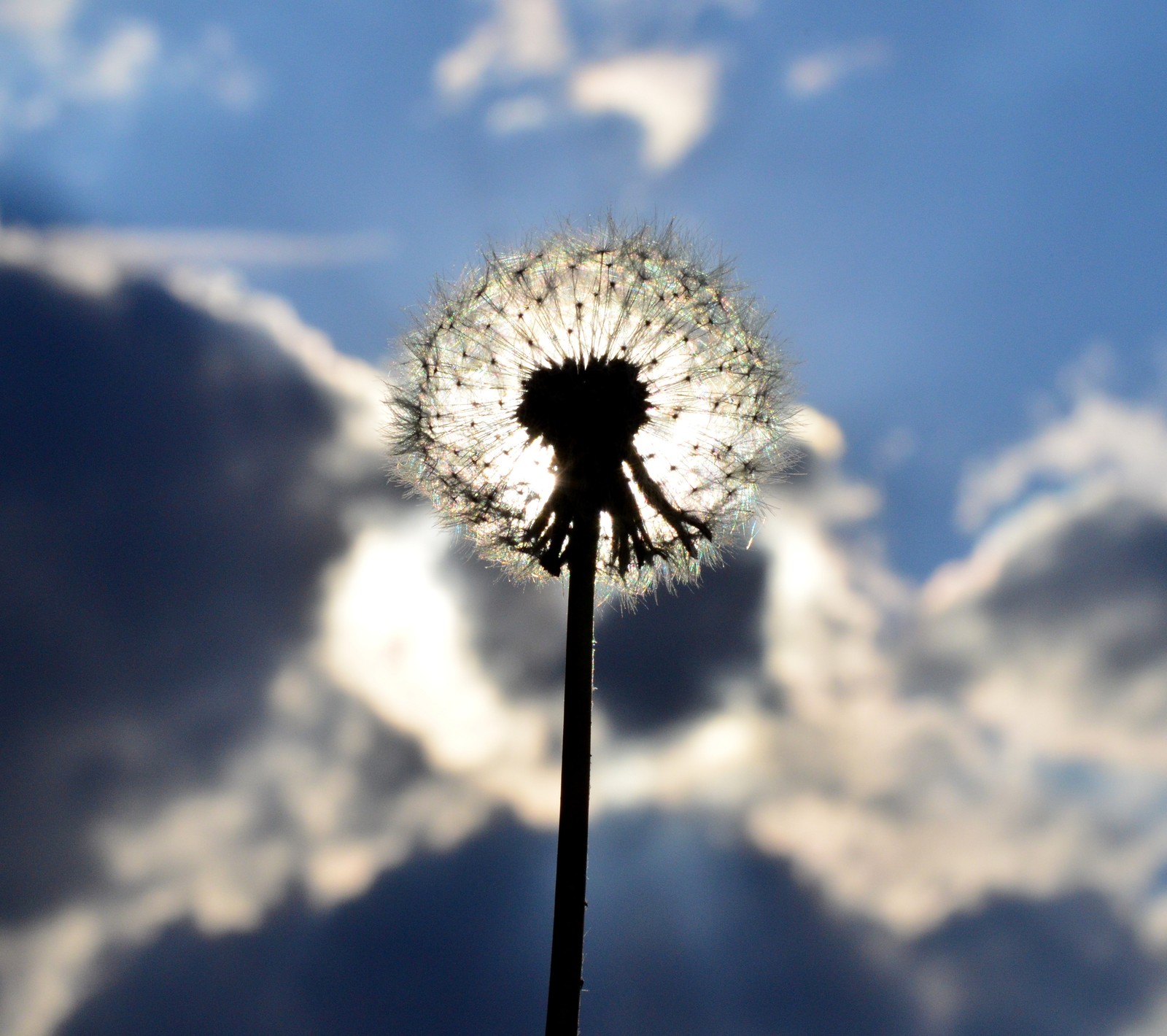 Un pissenlit avec le soleil brisant à travers les nuages. (pissenlit, fleur, nature, soleil)