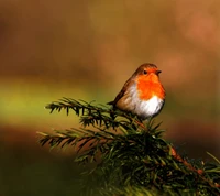 alone, bird wallpaper