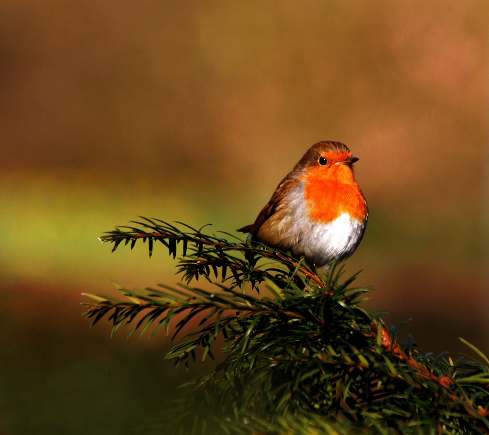 Ein kleiner vogel sitzt auf einem ast eines baumes (allein, vogel)