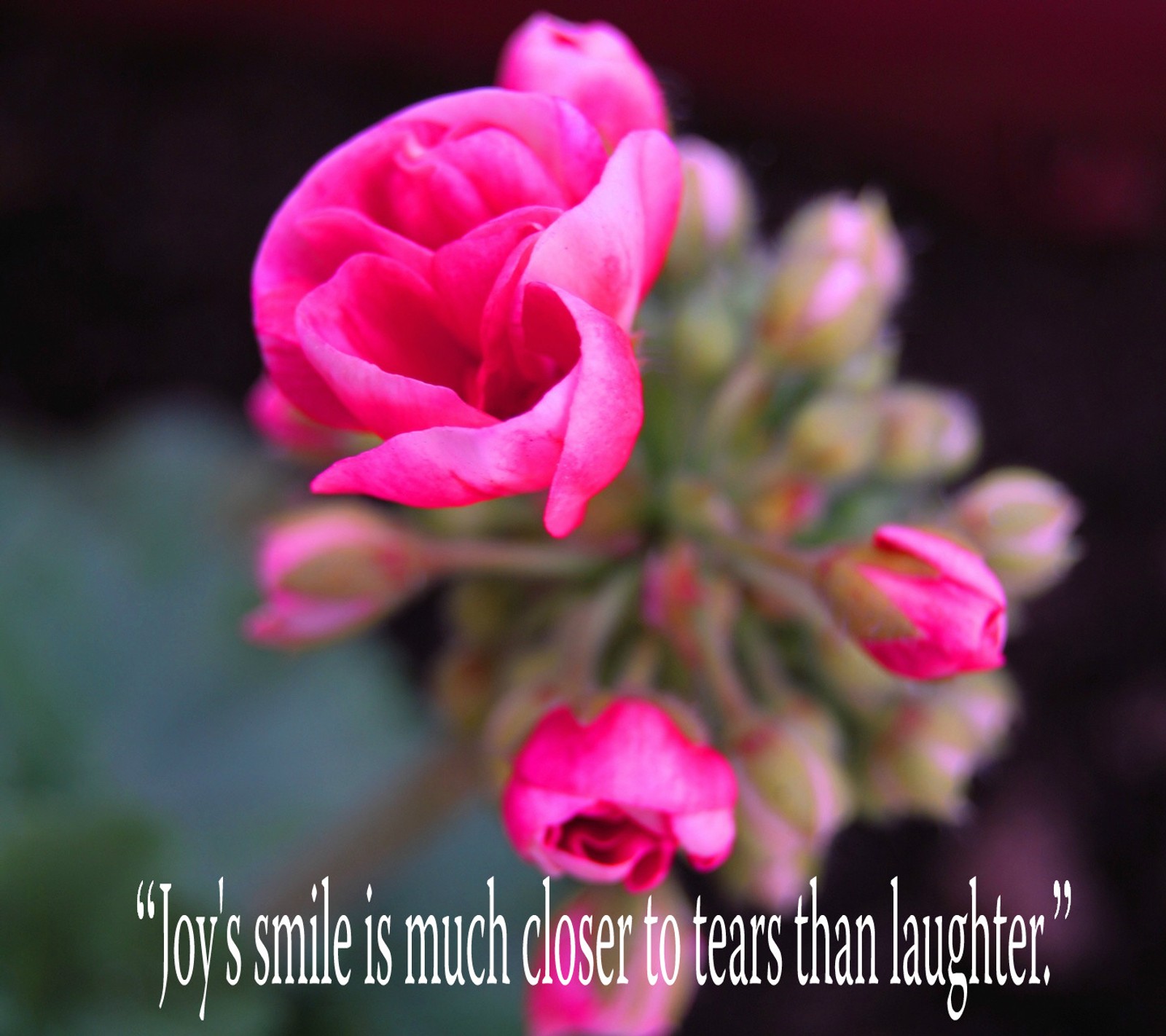 closer, flower, joys, laughter, much Download Wallpaper