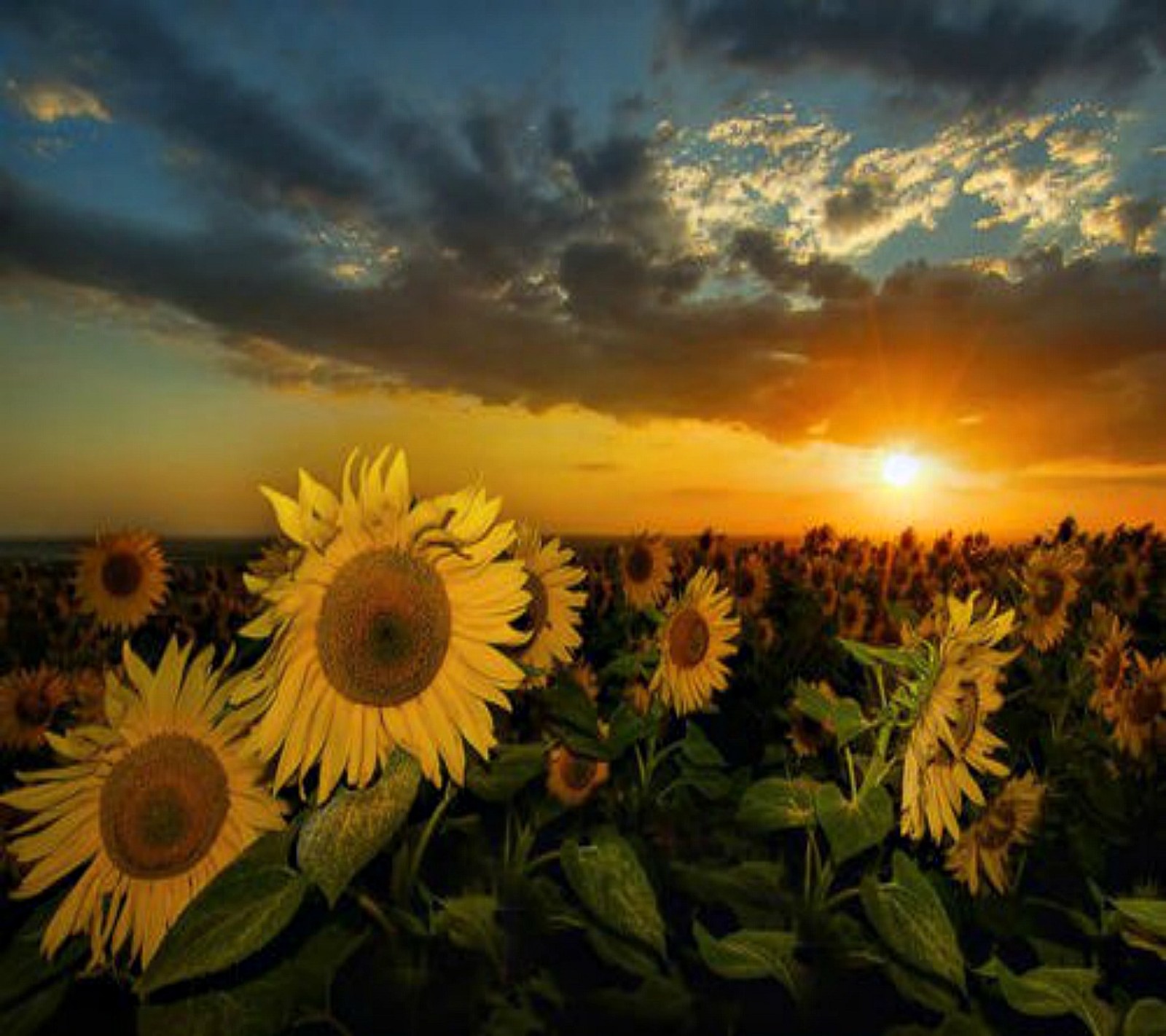 Girasoles en un campo al atardecer (2012, hermoso, aves, genial, lindo)