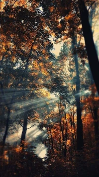 forest, ray, sun, tree wallpaper