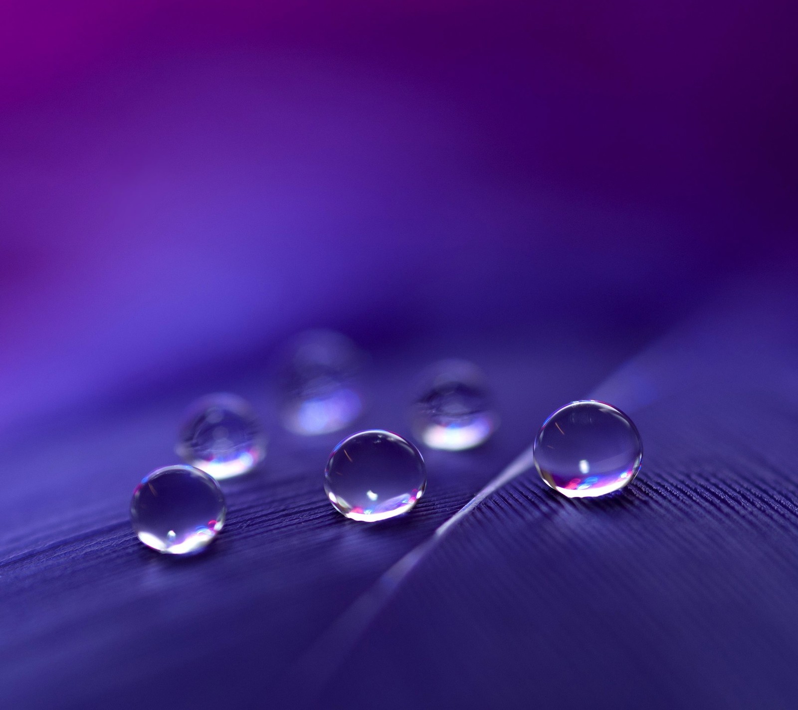 A close up of a feather with water droplets on it (purple, water)