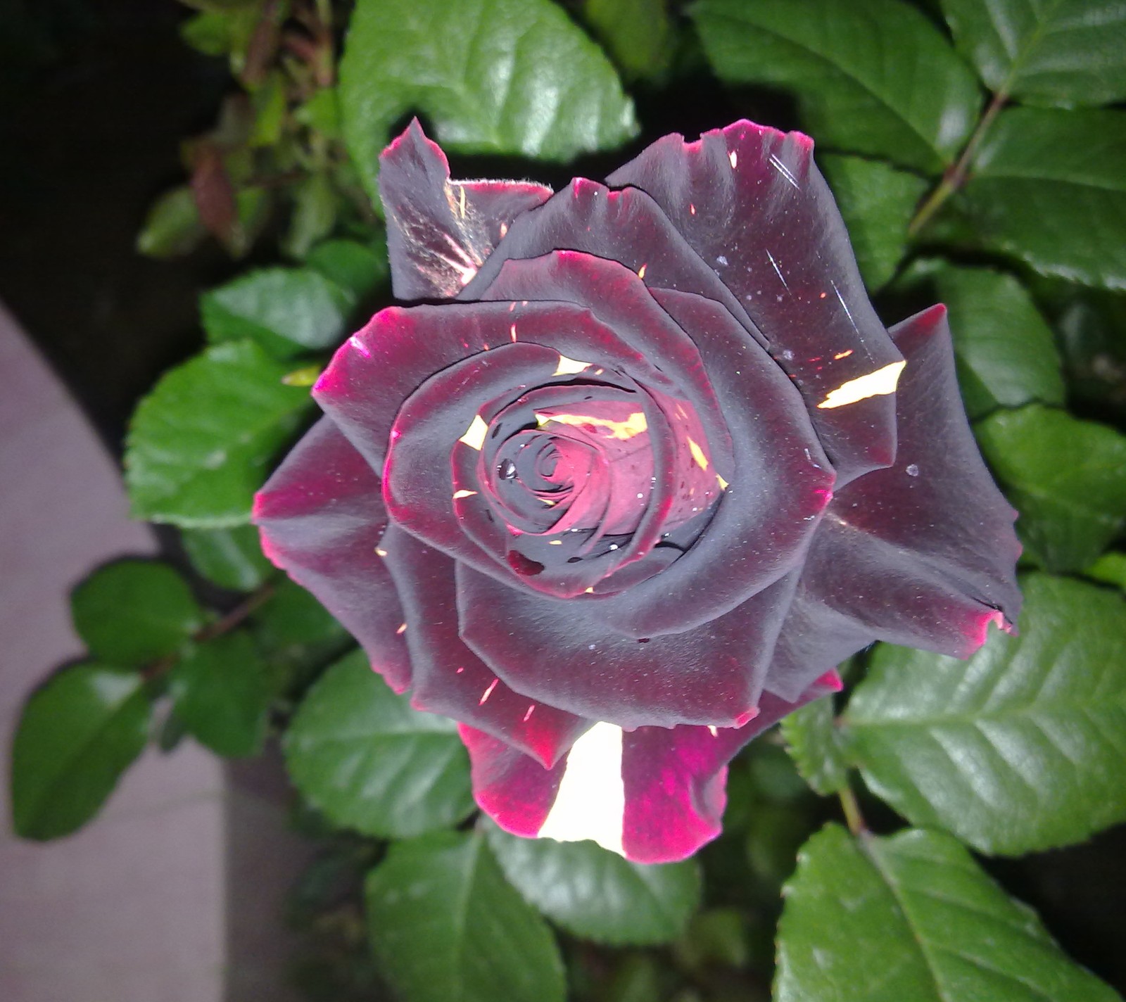 There is a black rose with a red center in a pot (black flower, black rose, flower, rose)