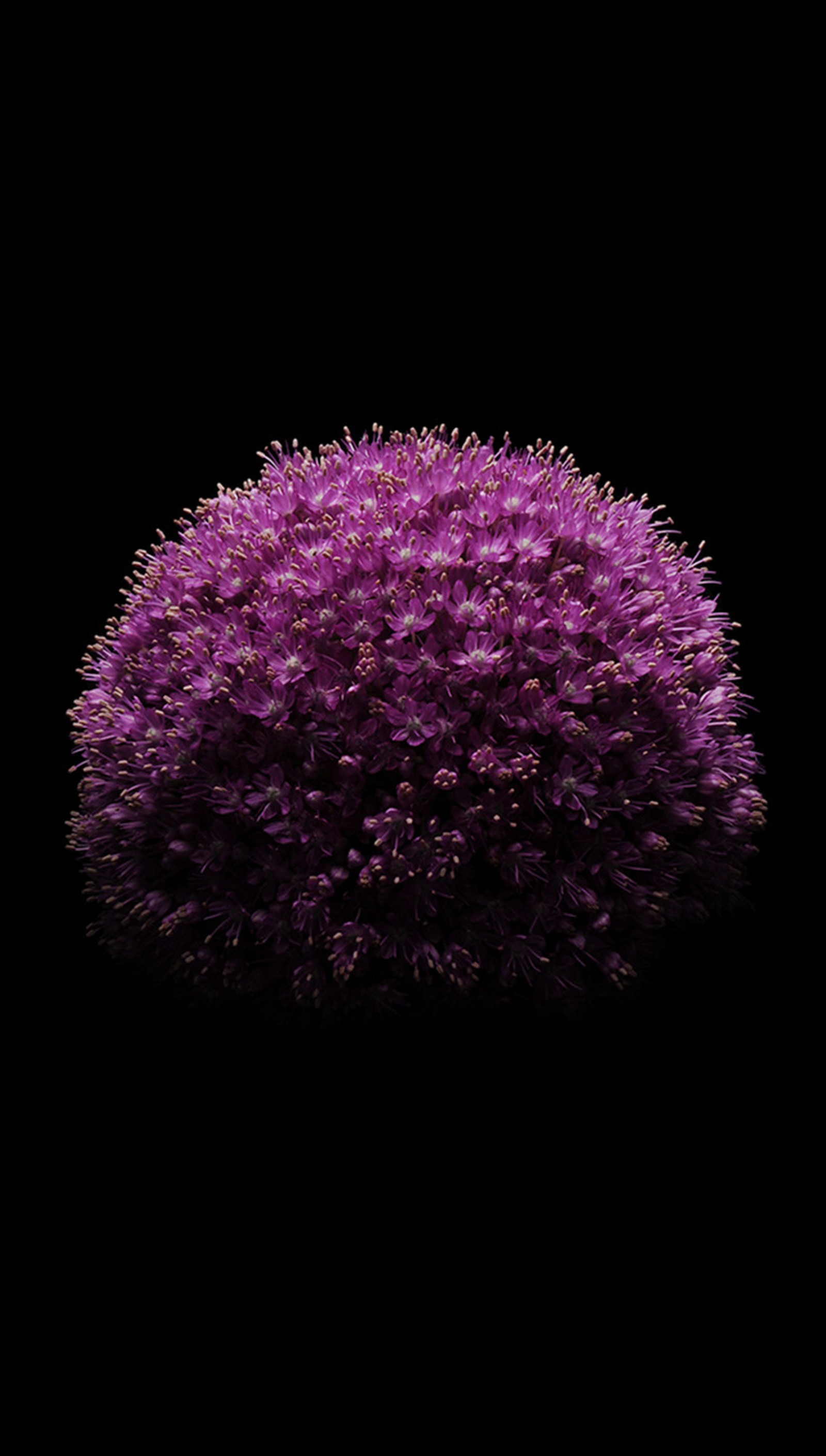 Purple flower on black background with a black background (apple, ios, iphone)