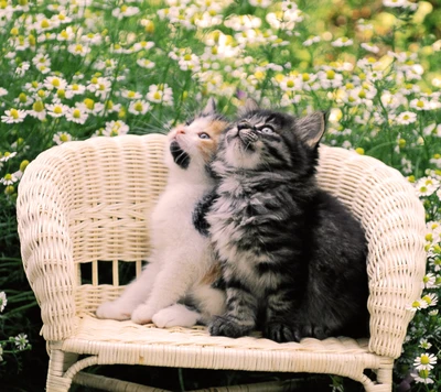 Dos adorables gatitos están sentados juntos en una pequeña silla de mimbre, rodeados de un campo de margaritas, mirando hacia arriba con expresiones curiosas.