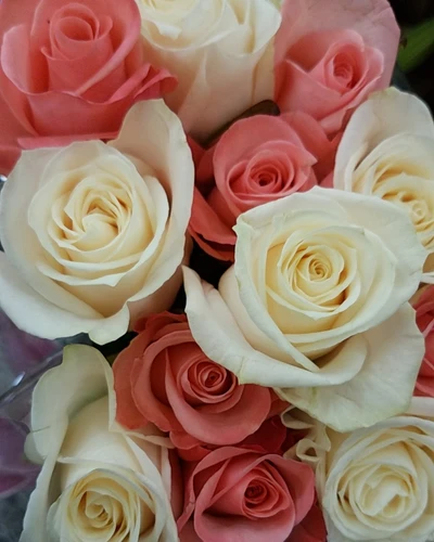 Arranjo elegante de rosas rosa e creme