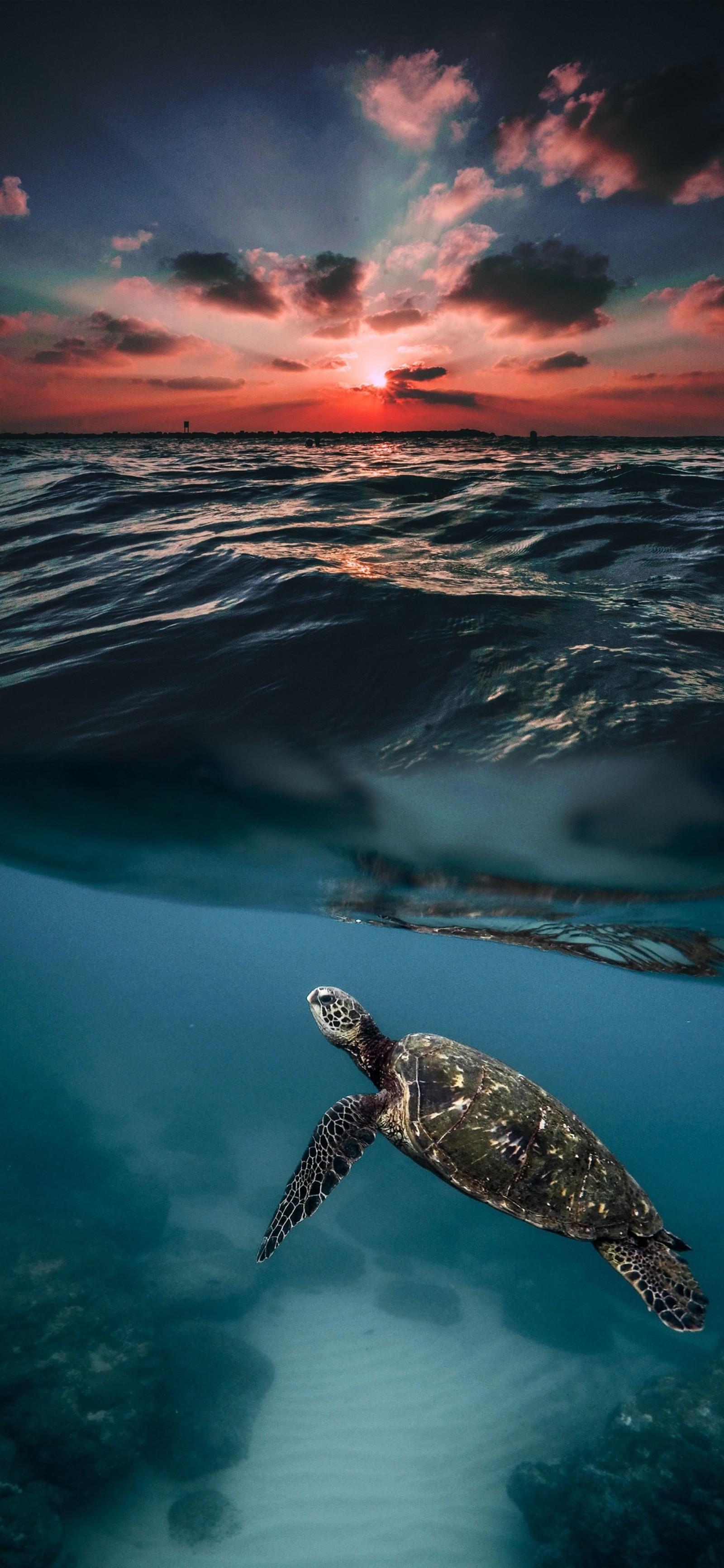 Una tortuga nadando en el océano al atardecer (mar, playa, océano, océano índico, costa)