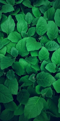 Lush Green Leafy Groundcover Pattern