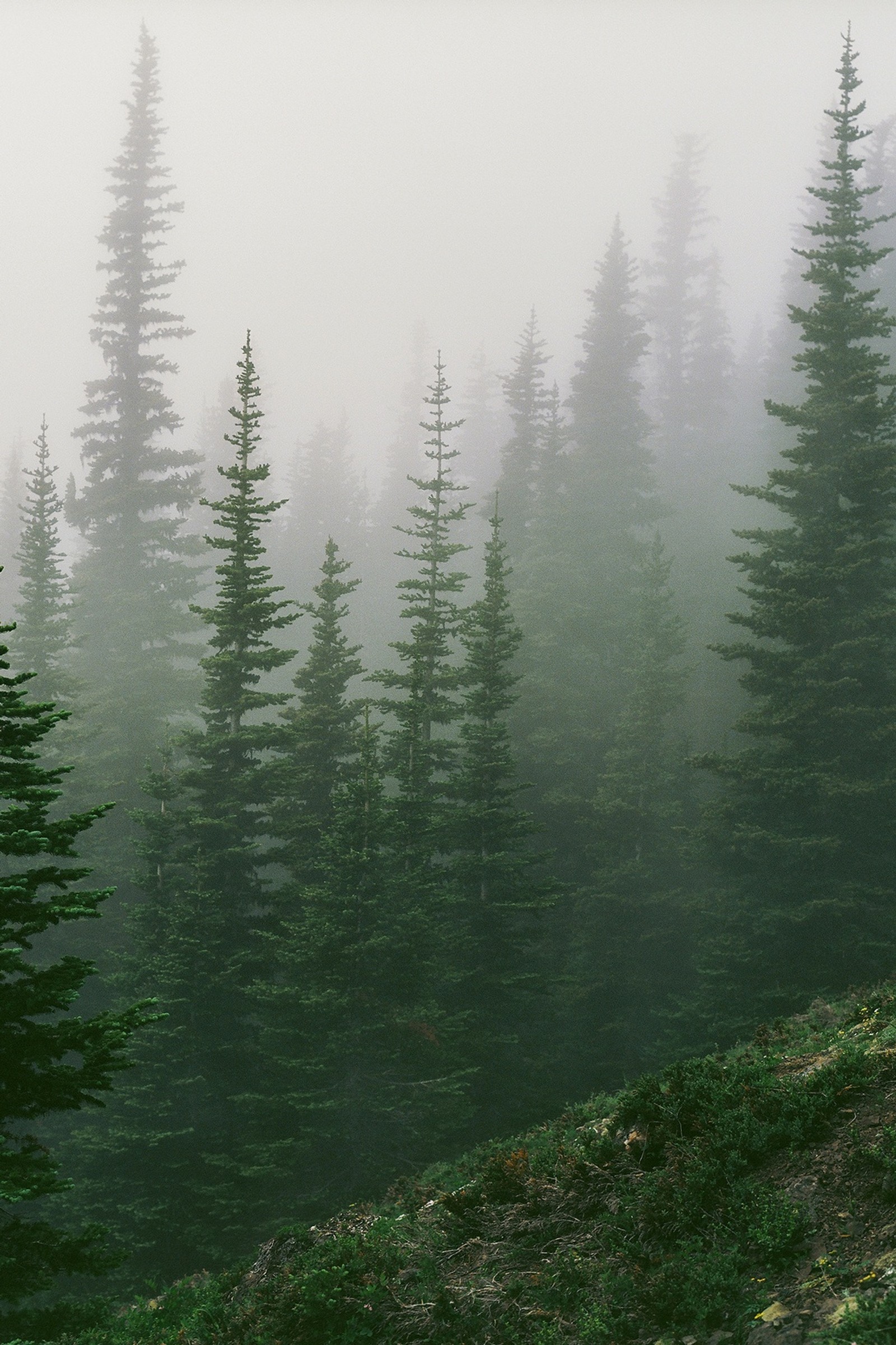 tree, mist, fog, forest, ecosystem wallpaper