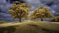 Arbre d'automne solitaire sous des nuages dramatiques