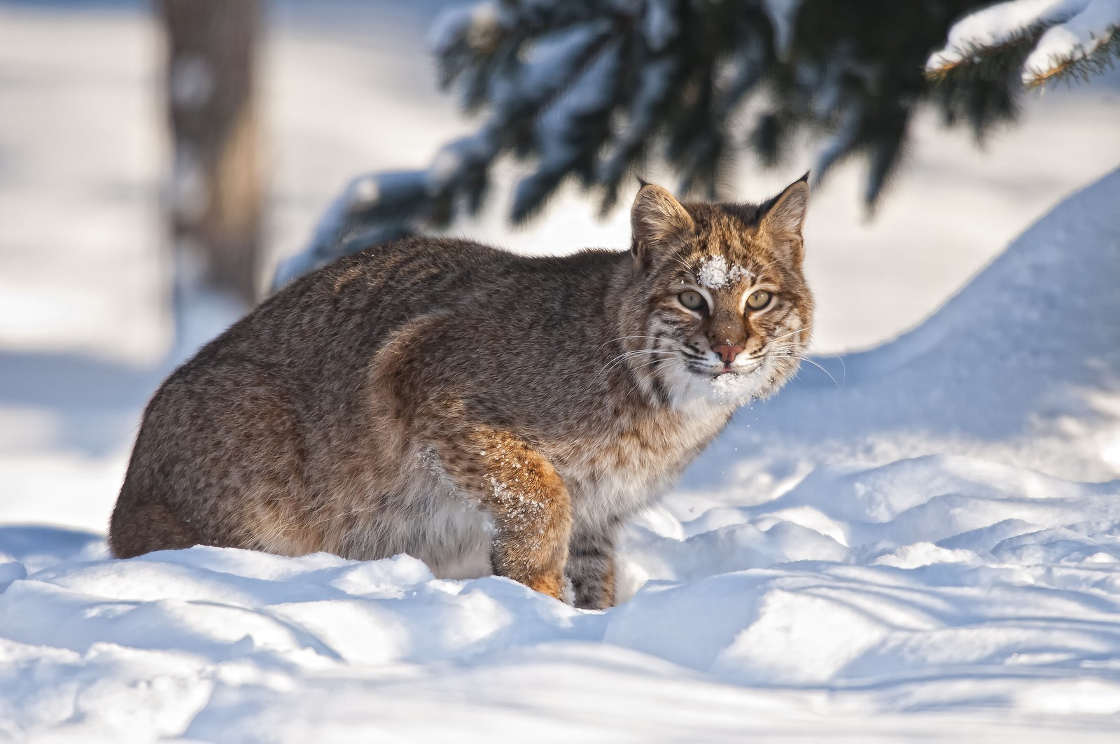 Жираф в снегу с деревом на заднем плане (рысь, кот, felidae, усы, дикая кошка)