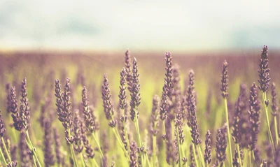 Campo de lavanda matutino bajo un cielo suave