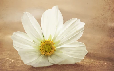 Flor silvestre branca delicada com centro amarelo em foco suave