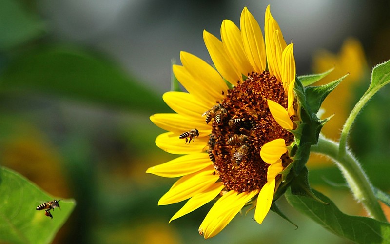 There are two bees on a sunflower with a bee on it (honey bee, pollination, insect, common sunflower, beehive)