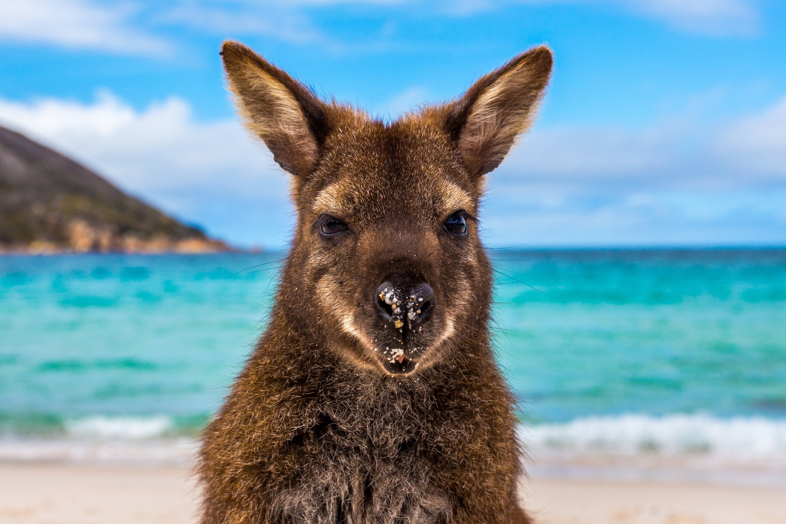 Кенгуру стоит на пляже у воды (путешествие, валлаби, wallaby, кенгуру, дикая природа)