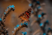 Mariposa monarca vibrante entre flores azules