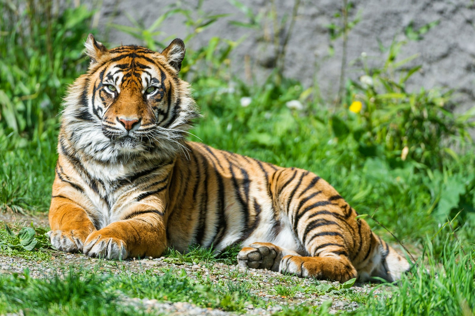 sumatran tiger, big cat, wild animal, green grass, stare wallpaper