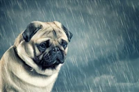 Pug triste bajo cielos lluviosos