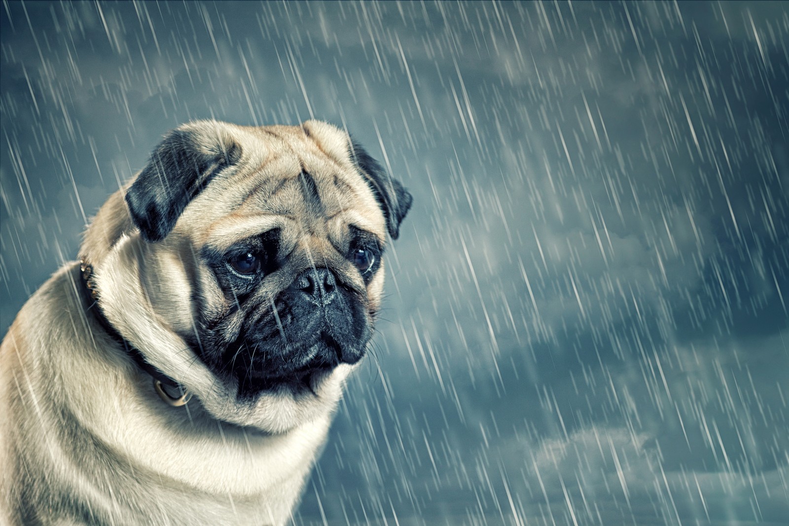 Ein mops steht im regen (trauriger mops, trauriger hund, sad puppy, regnen, traurige tiere)