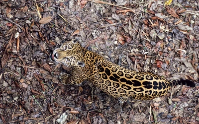 Jaguar majestuoso en su hábitat natural