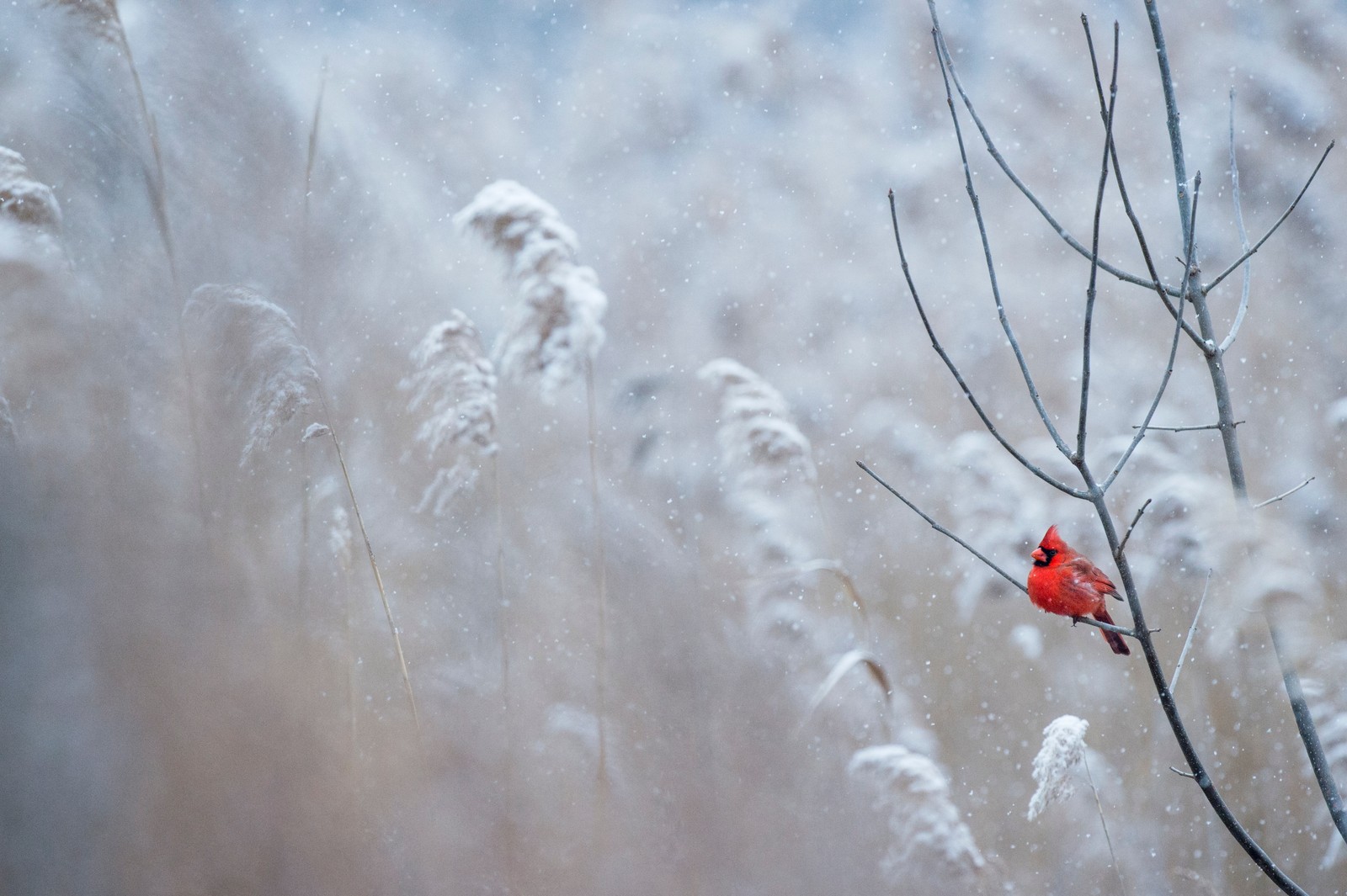 northern cardinal, winter, plant, flower, twig wallpaper