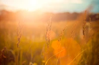 Hierbas doradas iluminadas por la luz del sol de la mañana en un campo de pradera