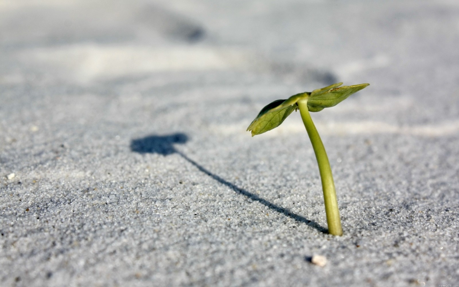 Uma planta crescendo na areia de uma praia (planta, água, fotografia macro, areia, folhas)