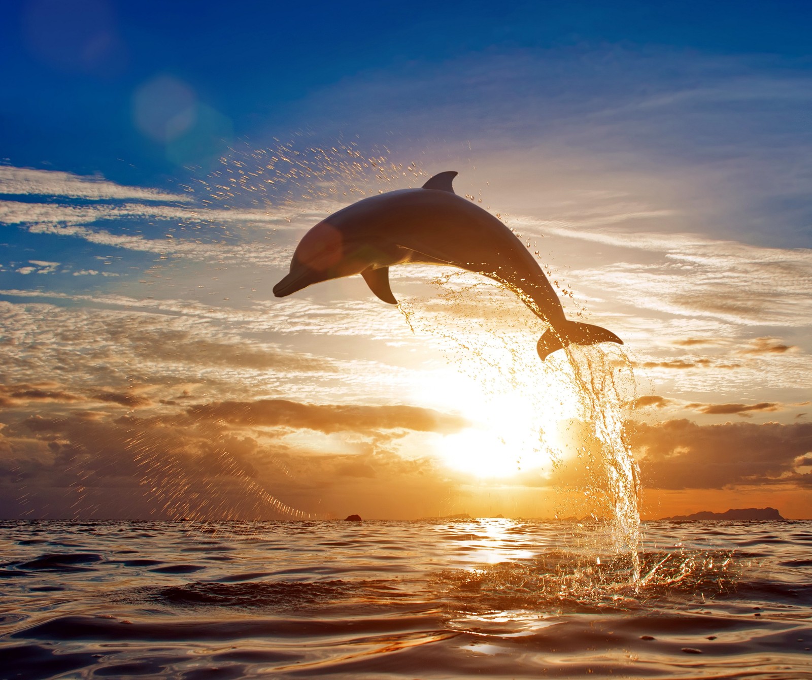 Un dauphin sautant hors de l'eau au coucher du soleil (dauphin, sauter, dauphin à nez de bouteille, cétacés, eau)