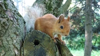 Ardilla roja posada en un tocón de árbol