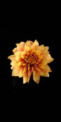 Close-Up of a Vibrant Yellow and Amber Dahlia Flower Against a Black Background