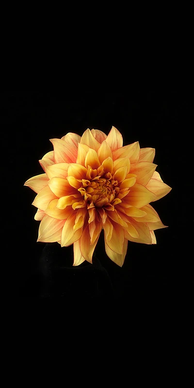 Gros plan d'une fleur de dahlias jaune et ambre vibrante sur fond noir