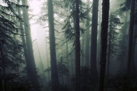 Ambiance brumeuse d'une forêt ancienne