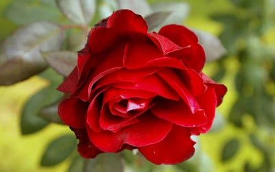 rosa, rosas de jardín, planta floreciendo, rojo, floribunda