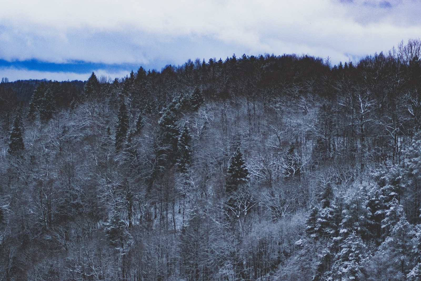 blue, tree, wilderness, winter, freezing wallpaper