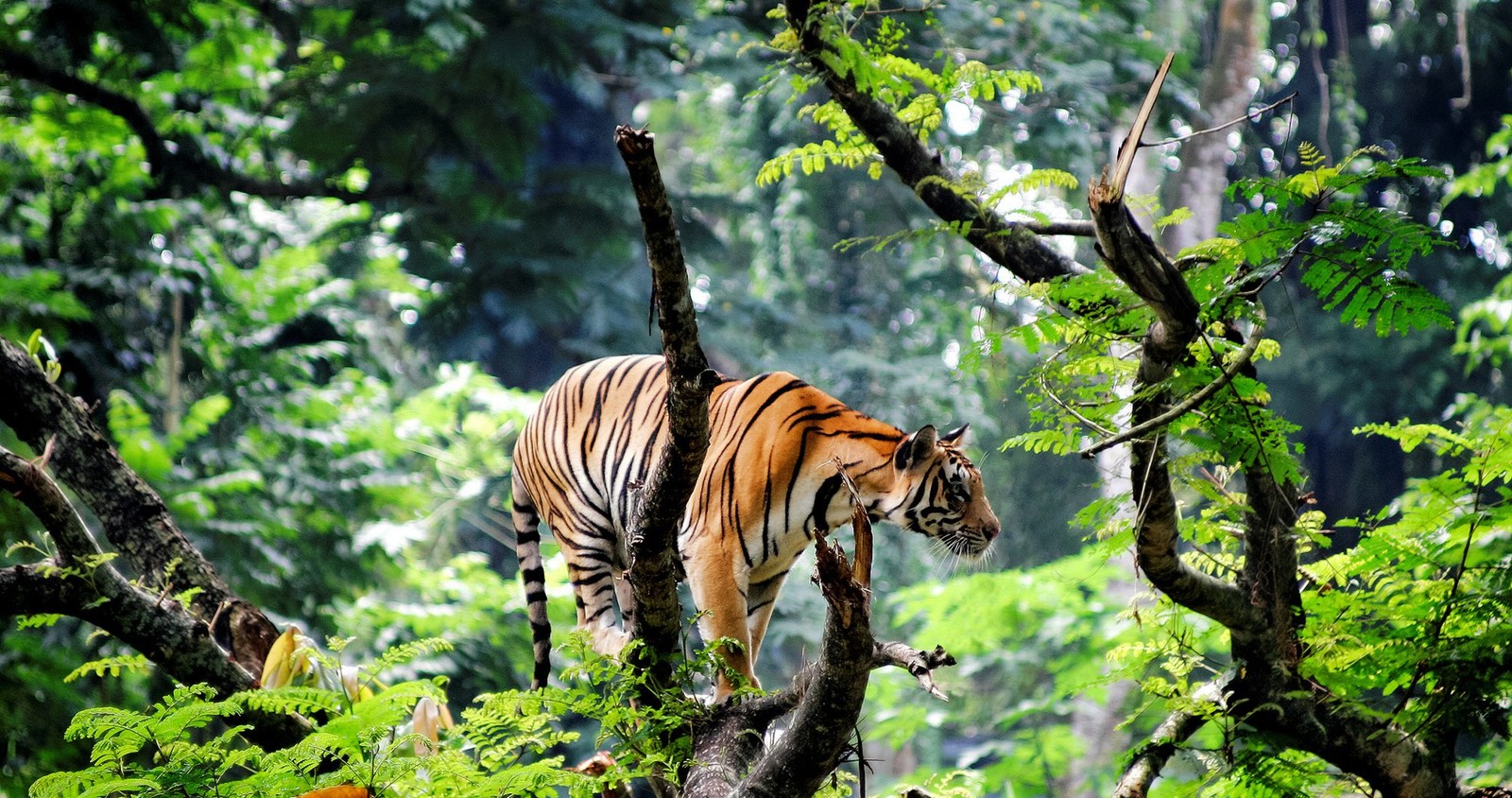 There is a tiger that is walking on a tree branch (bengal tiger, jungle, tiger, wildlife, terrestrial animal)