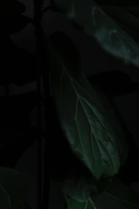 Macro View of Green Leaves in Dark Surroundings