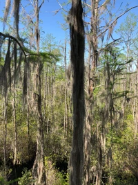 Lush Deciduous Forest with Spanish Moss Amidst Tranquil Waters