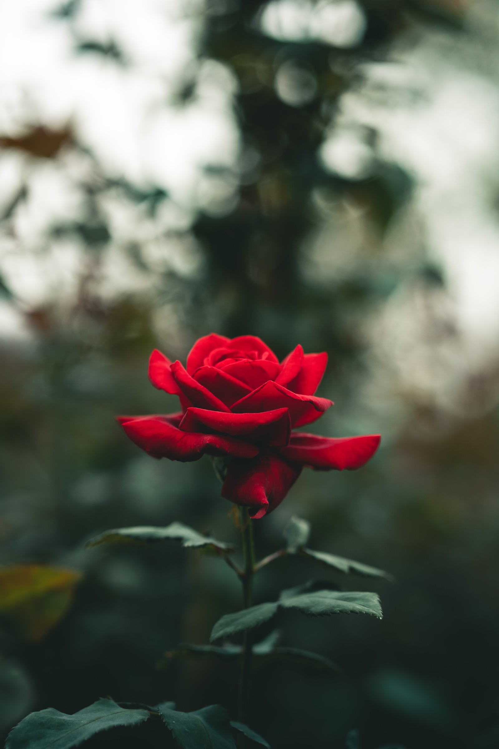 rose, flower, pink, plant, petal wallpaper