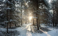 Caminho de inverno ensolarado através de uma floresta coberta de neve