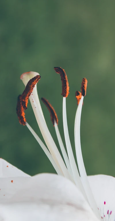 Close-up de uma planta branca em flor exibindo estames delicados e pólen.