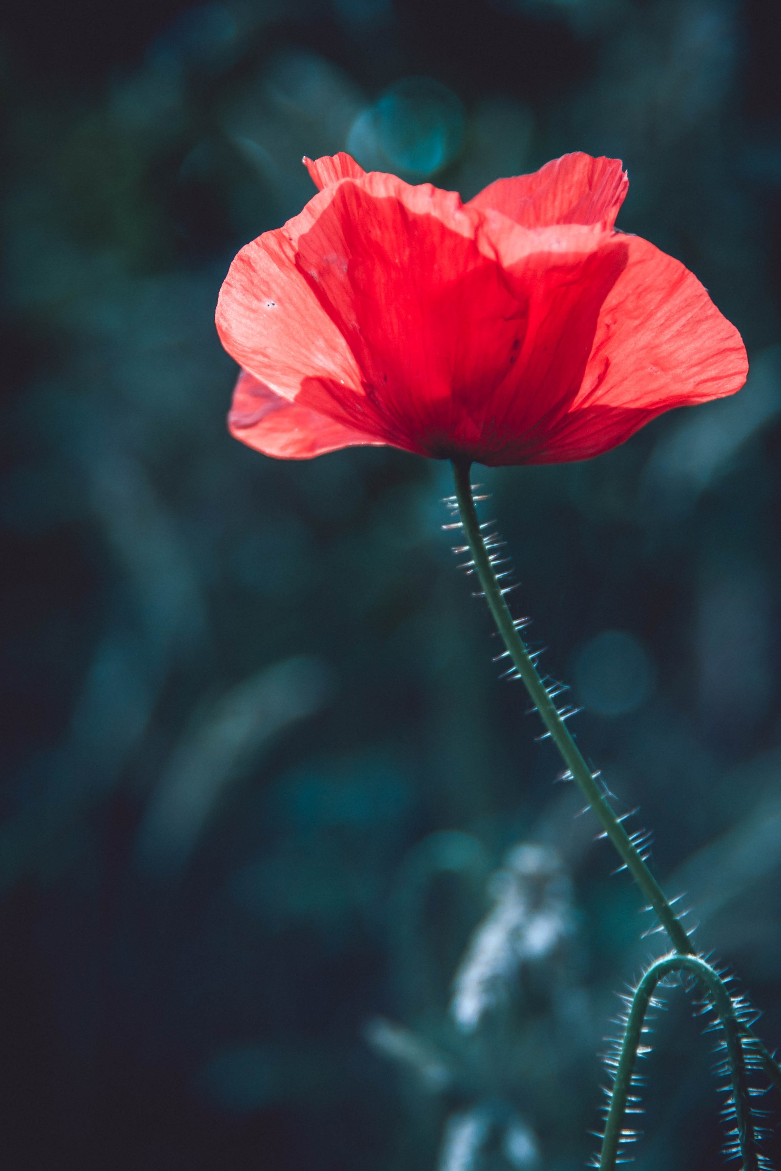 Il y a une fleur rouge qui pousse dans l'herbe (plantes, tige de plante, rouge, fleur, pétale)