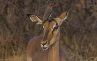 Impala com pica-pau de bico vermelho na cabeça em habitat natural