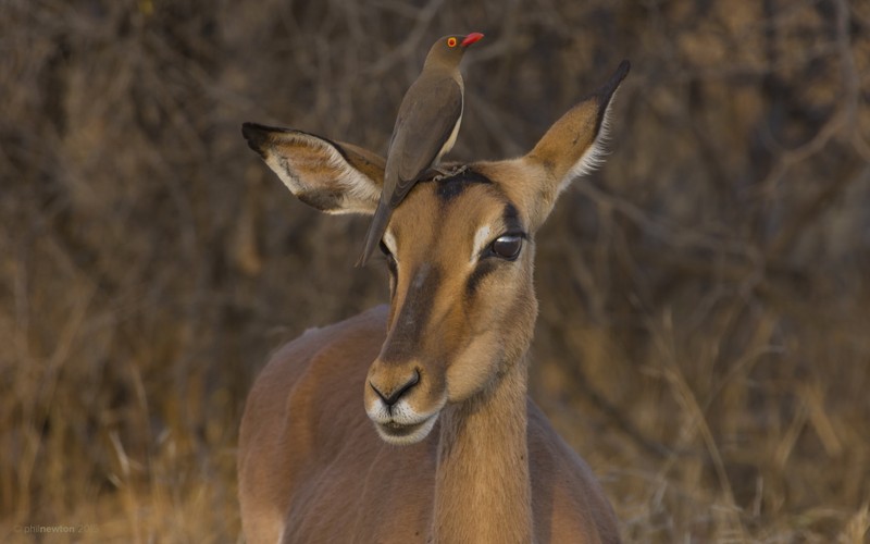 Птица на голове антилопы (импала, impala, антилопа, дикая природа, наземное животное)