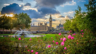 Blühende Rosen vor dem Palace of Westminster und Big Ben am Fluss Thames