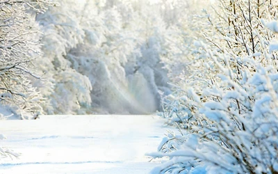 Eine ruhige Winterlandschaft, bedeckt mit Schnee, mit frostbedeckten Bäumen, die im Morgenlicht glitzern.